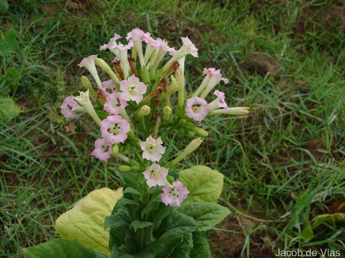 Nicotiana tabacum L.
